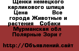Щенки немецкого карликового шпица › Цена ­ 20 000 - Все города Животные и растения » Собаки   . Мурманская обл.,Полярные Зори г.